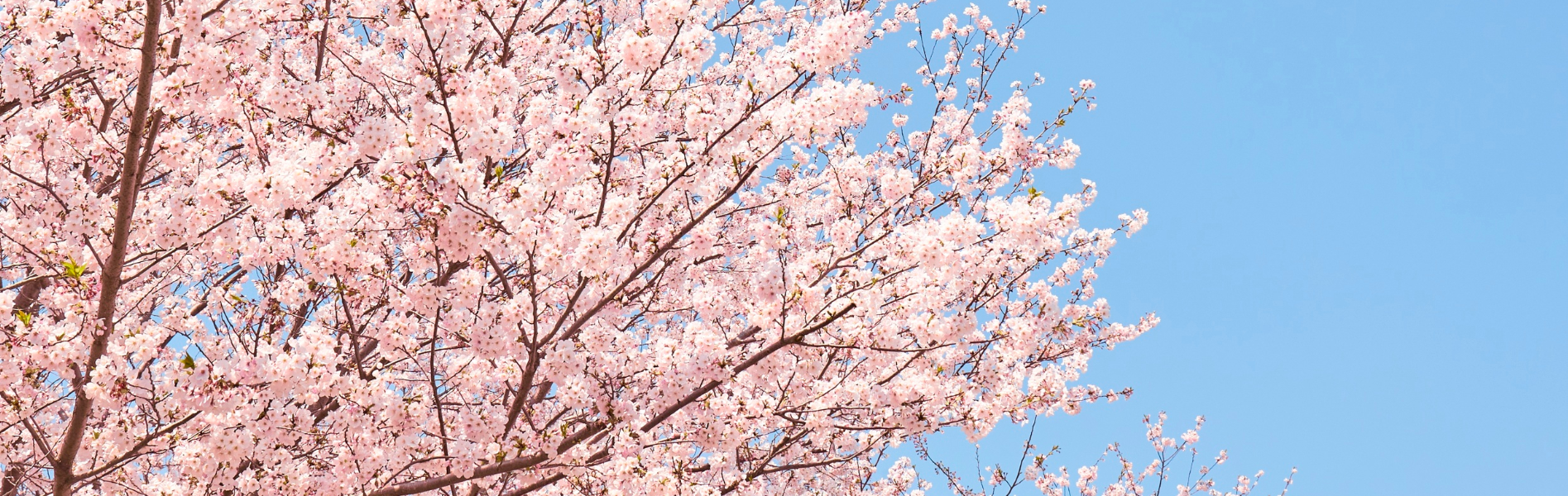 3月生募集キャンペーン